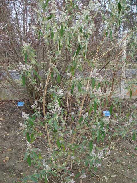 Buddleja officinalis P1B